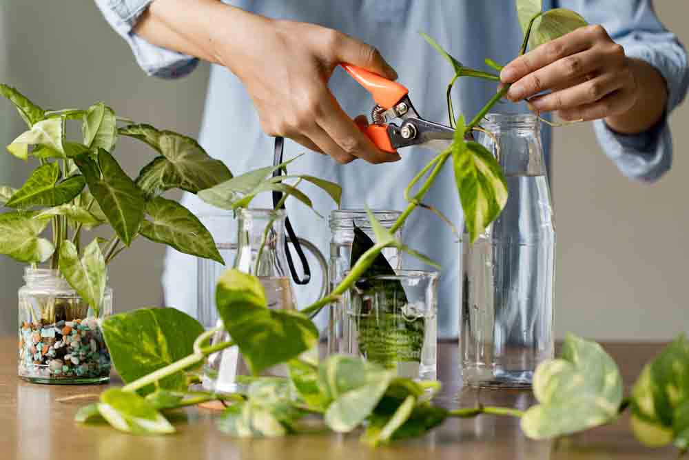 Introduction to Plant Propagation